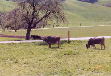Cows by Dieboldswil Bridge. Photo by Lisette Keating May, 2005